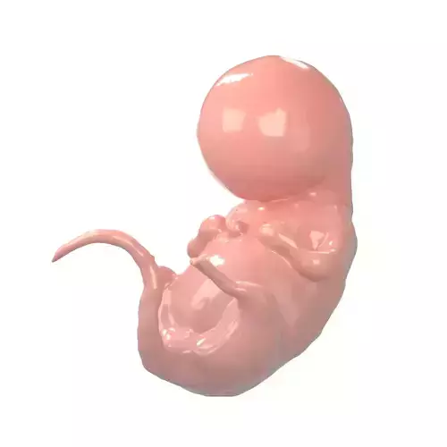 Human embryo V1 002