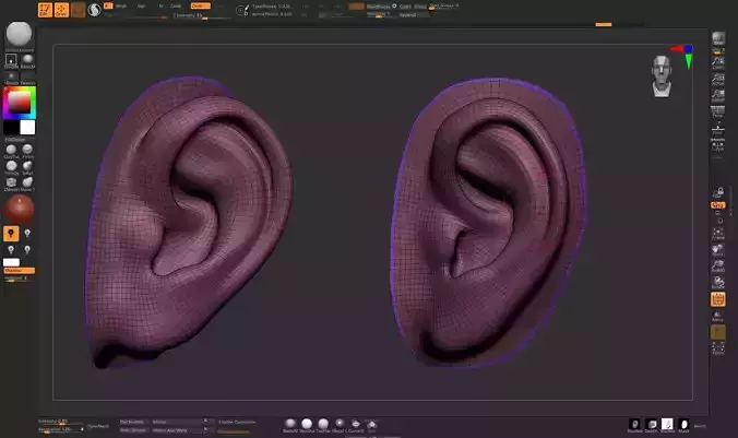ear base mesh free Free 3D model