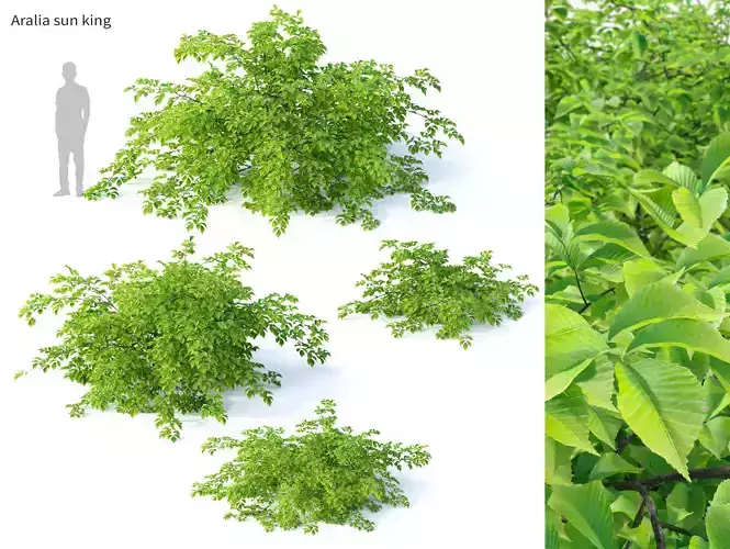 Aralia Sun King