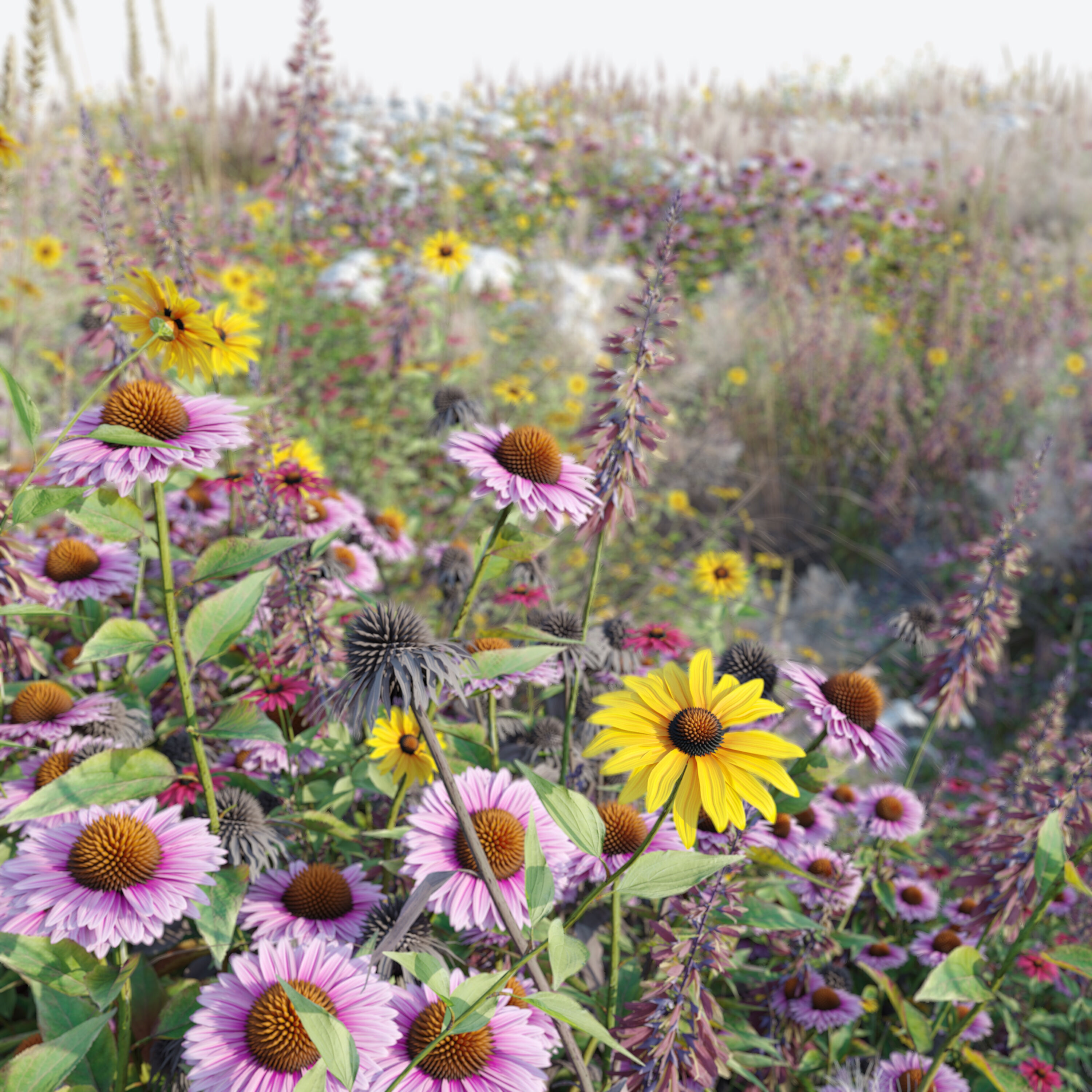 Meadow 25 3D model_4