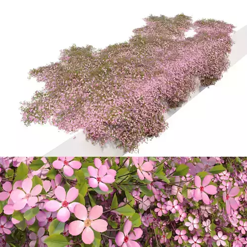 Saponaria ocymoides 3D model