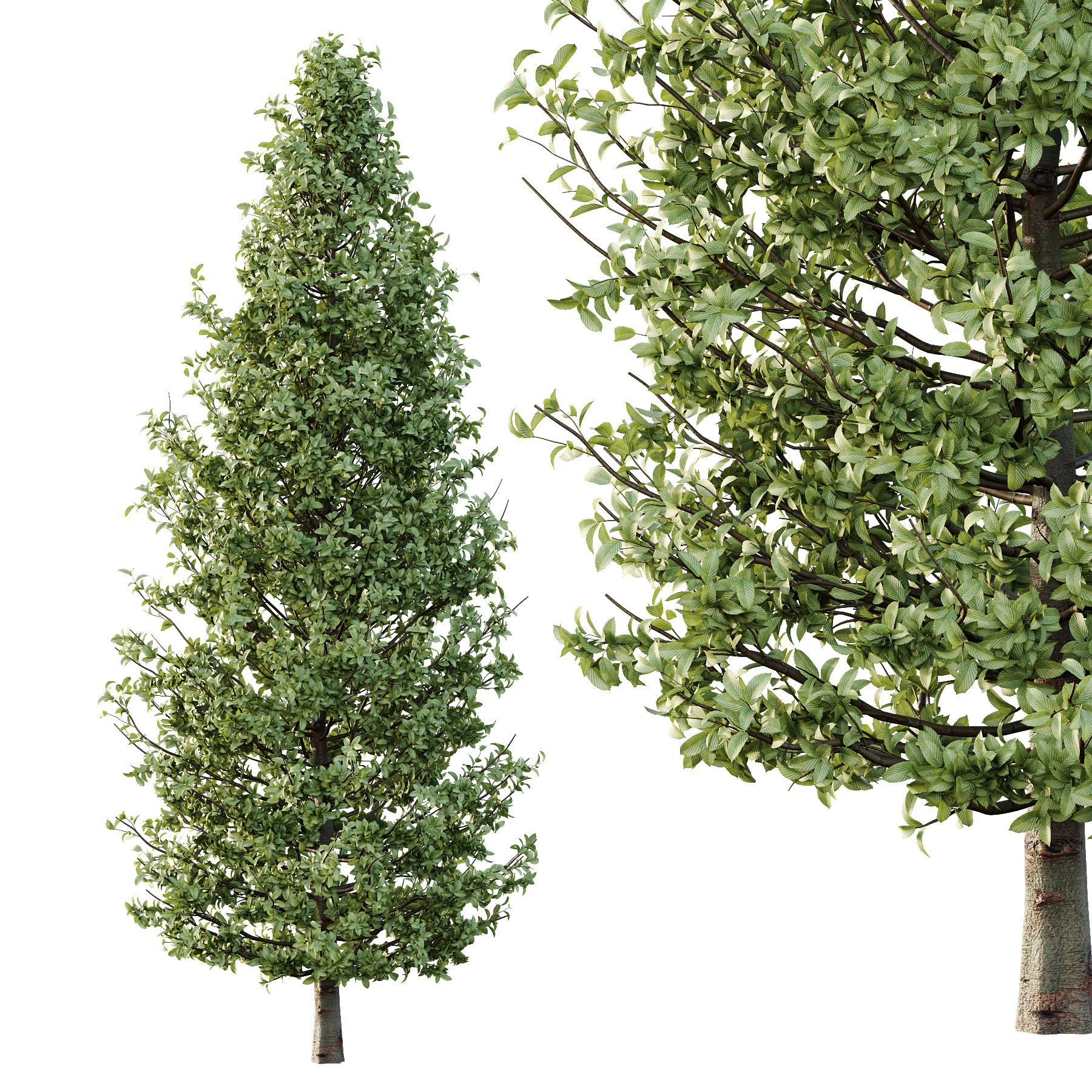 Carpinus Betulus Tree 01 3D model_3