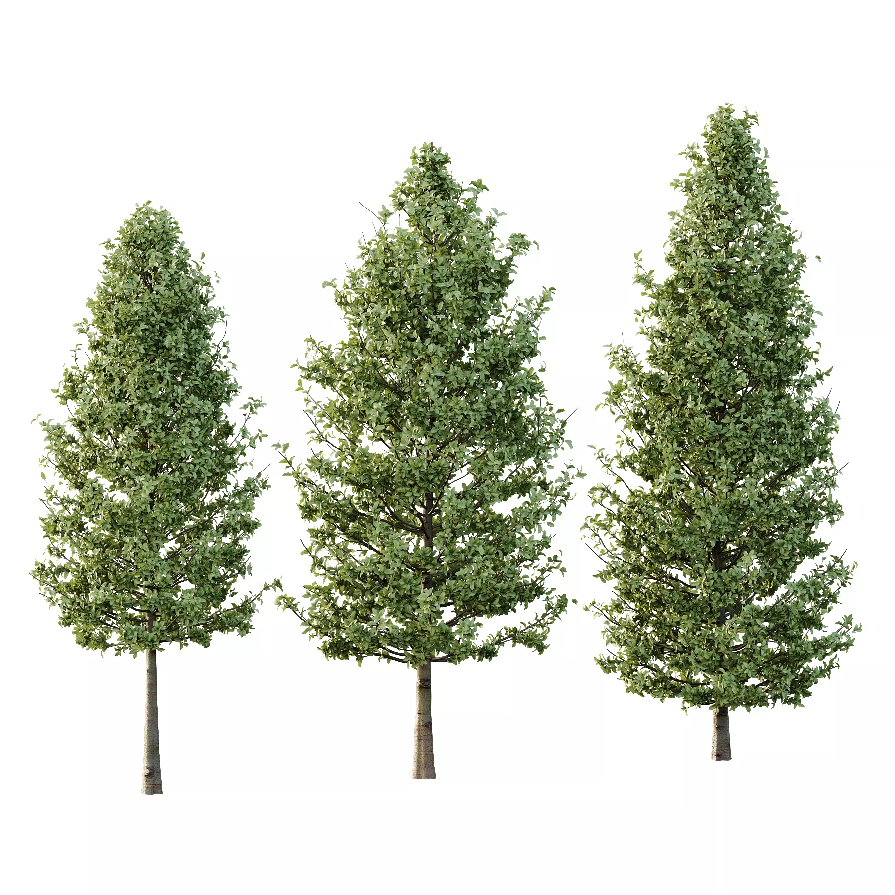 Carpinus Betulus Tree 01 3D model_0