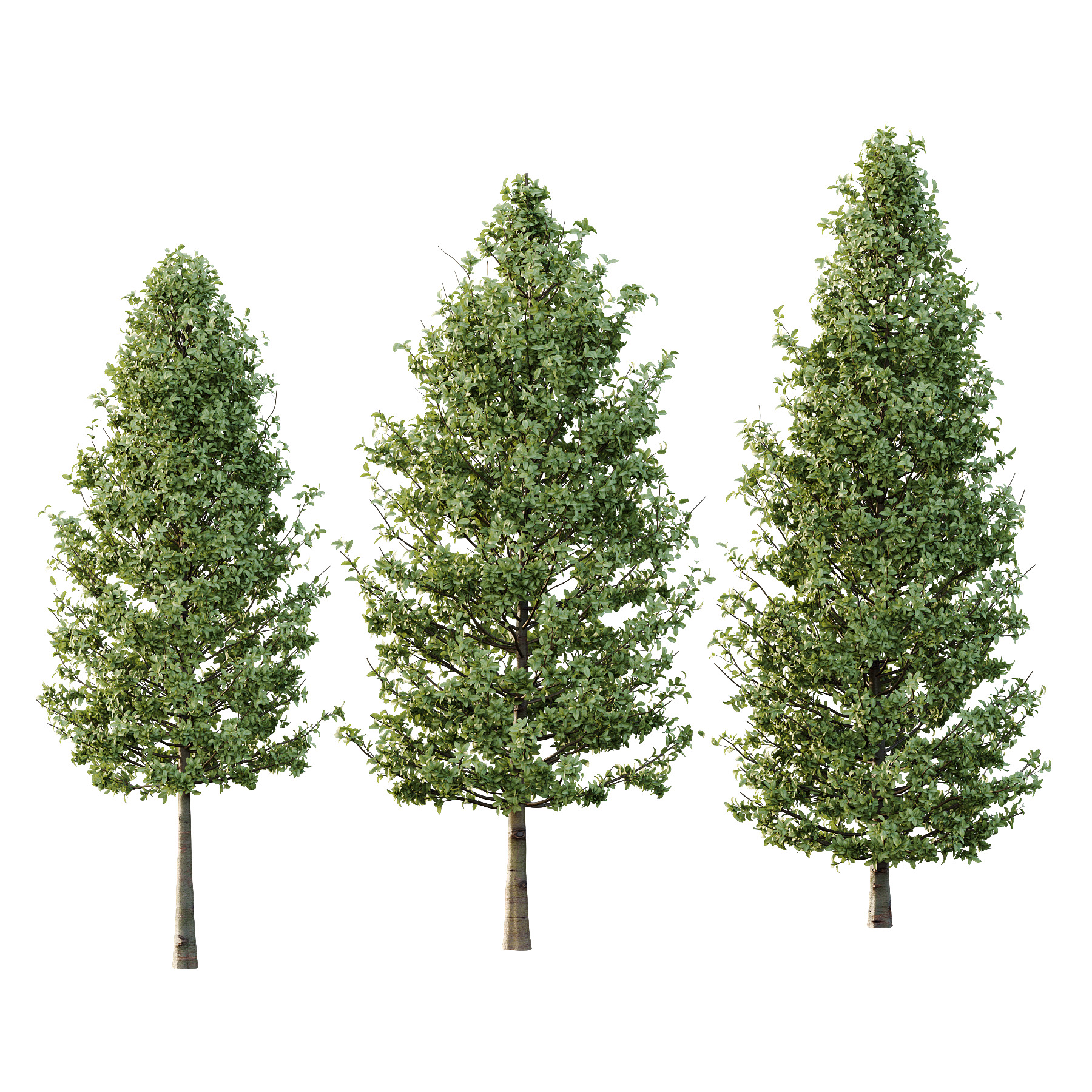 Carpinus Betulus Tree 01 3D model_6