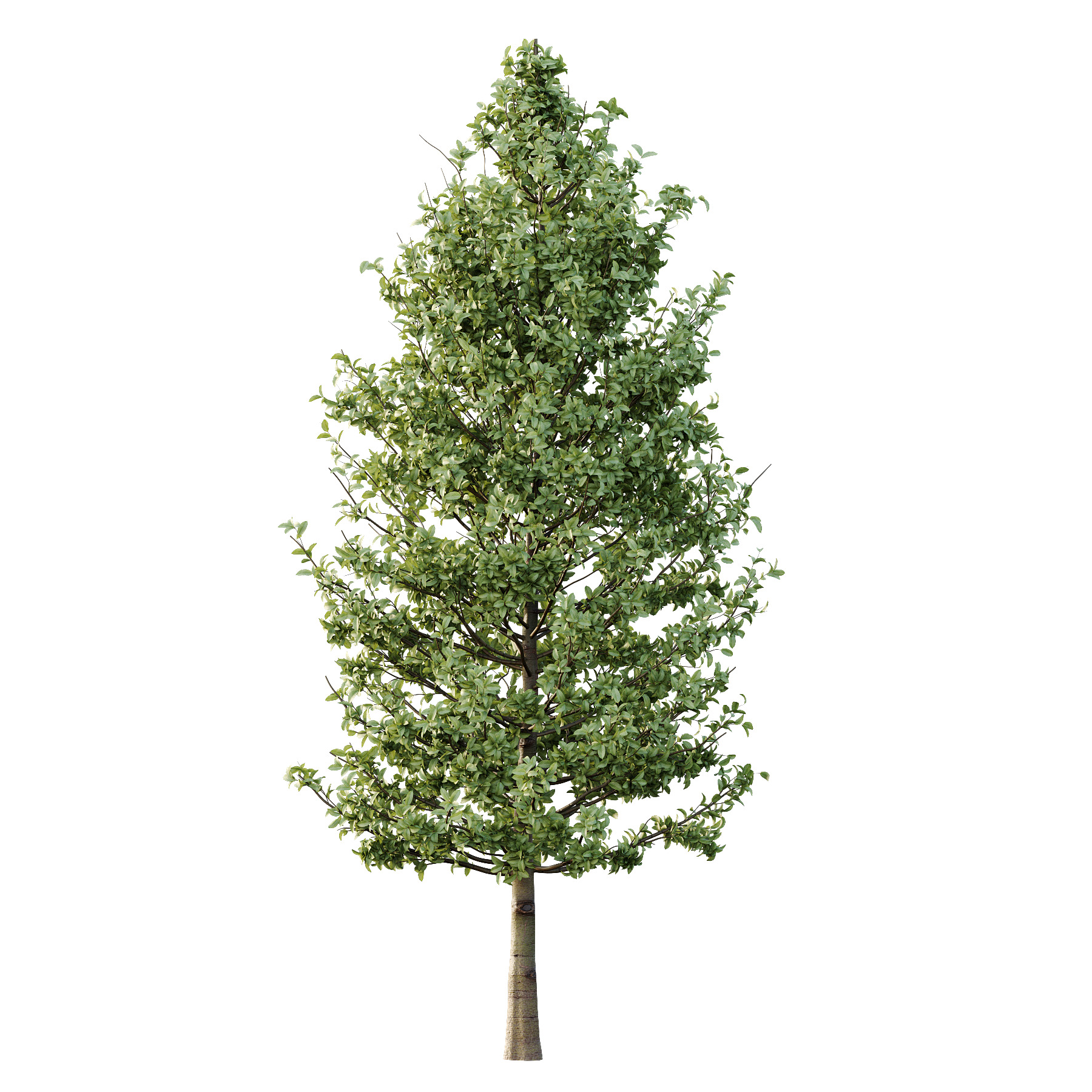 Carpinus Betulus Tree 01 3D model_1