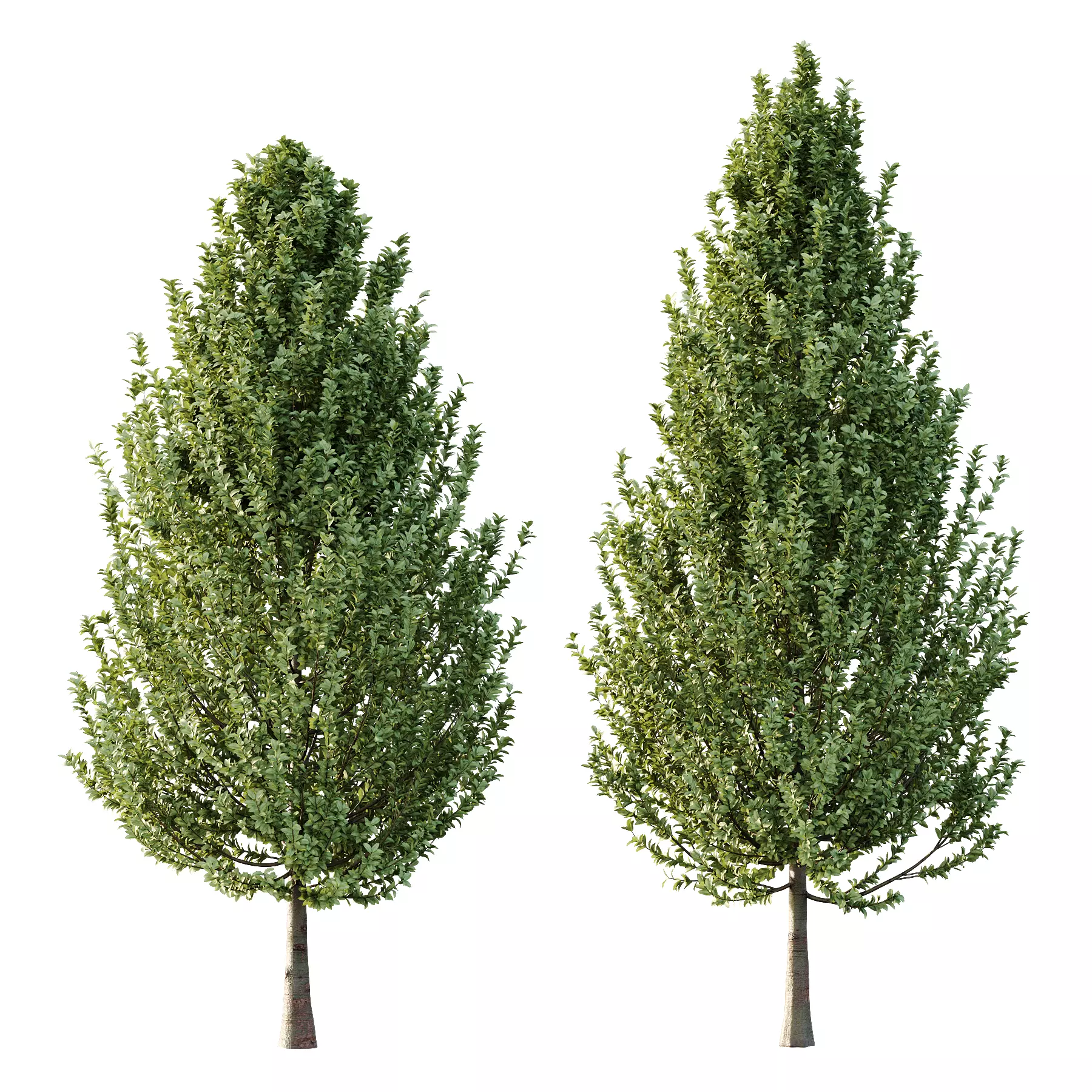 Carpinus Betulus Tree 02 3D model_0