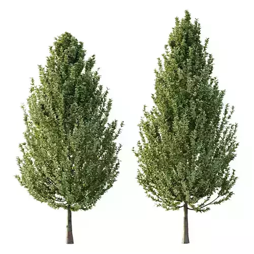 Carpinus Betulus Tree 02