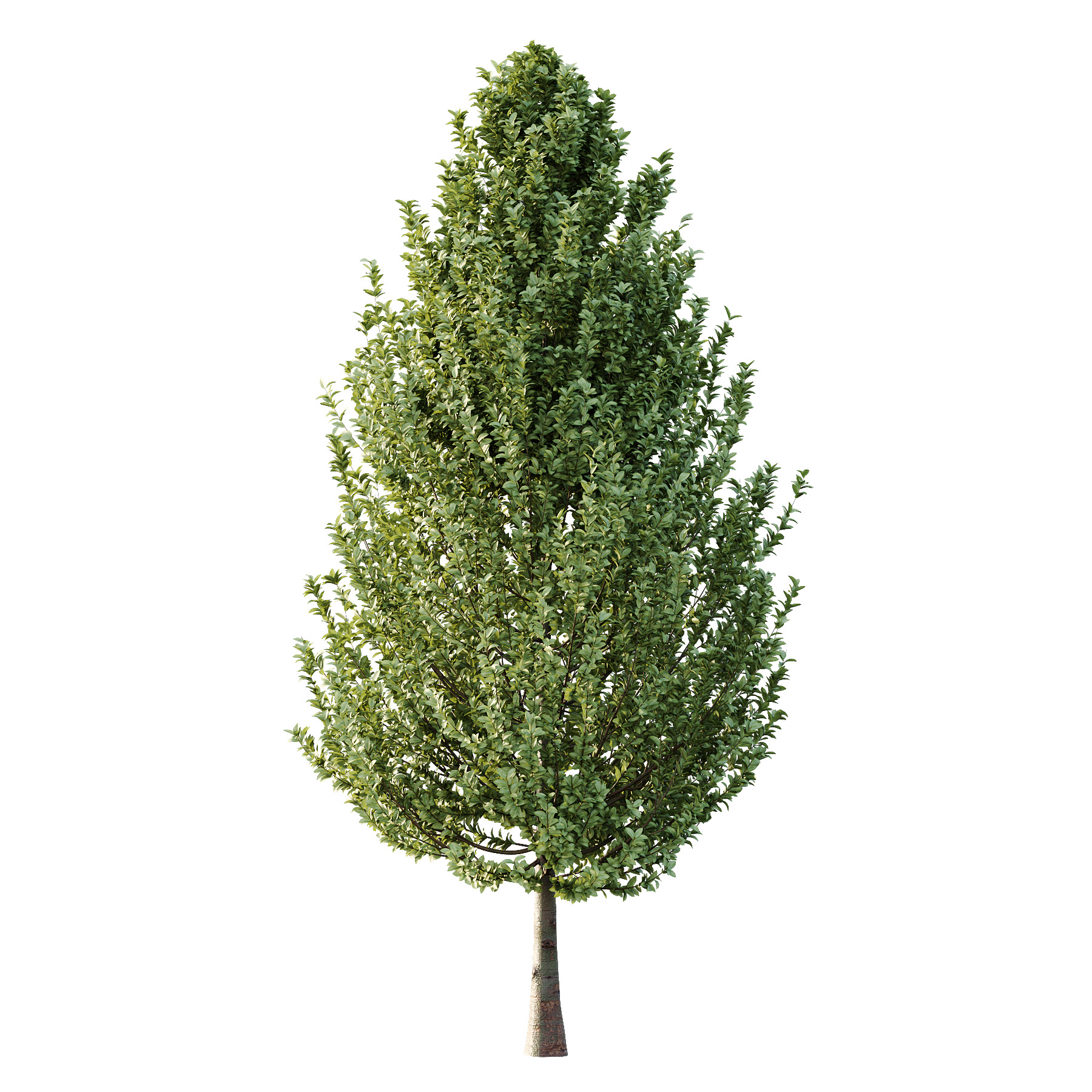 Carpinus Betulus Tree 02 3D model_1