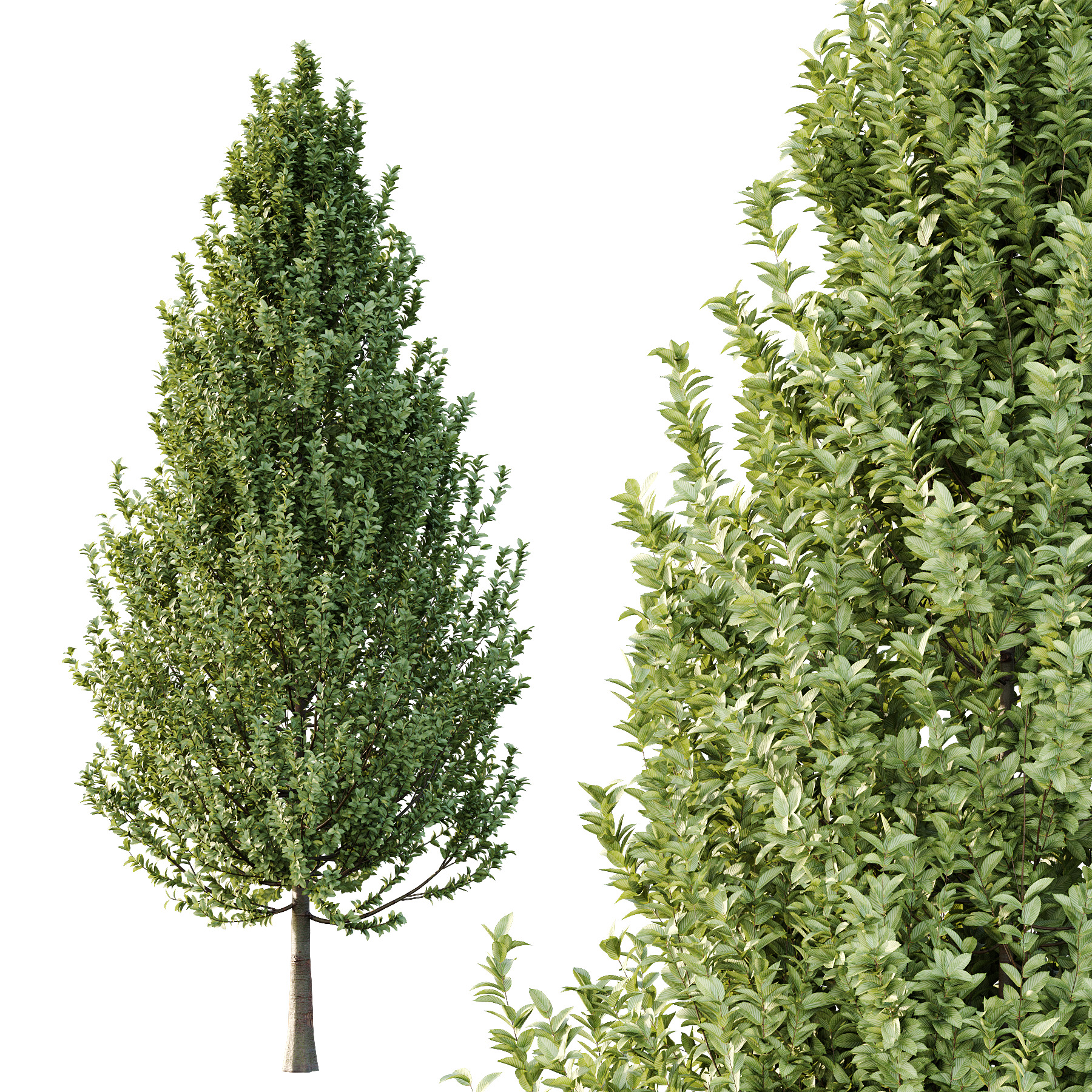 Carpinus Betulus Tree 02 3D model_2