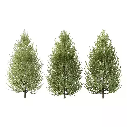 Carpinus Betulus Tree 03 3D model