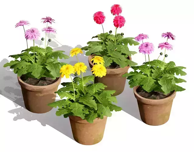 South African Glorious Patio Gerbera Low-poly 3D model