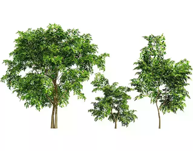 Flanders Giant Medlar Fruit Trees Low-poly 3D model
