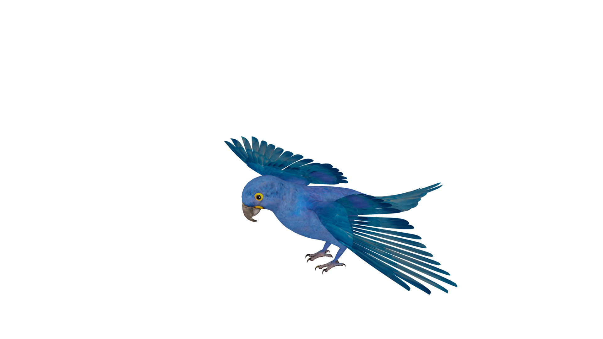 Hyacinth Macaw Parrot Low-poly 3D model_39