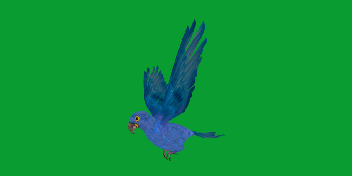 Hyacinth Macaw Parrot Low-poly 3D model_20