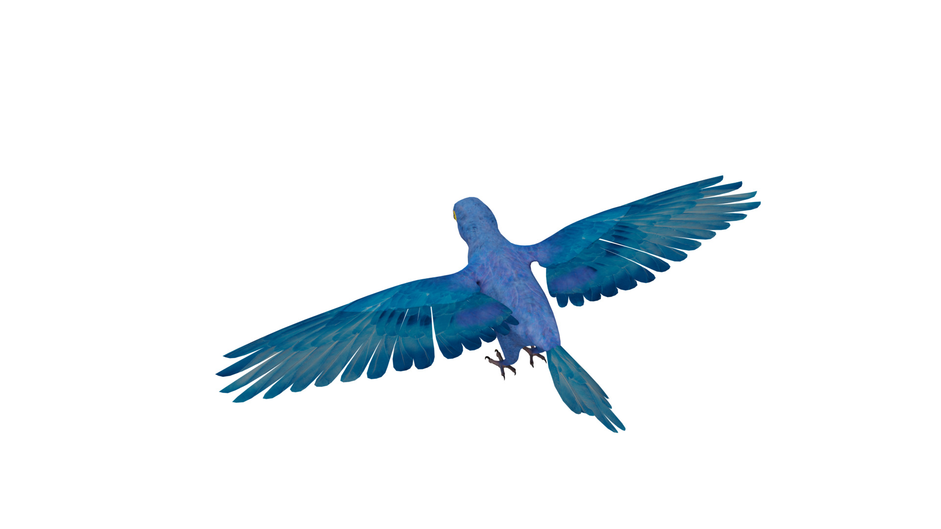 Hyacinth Macaw Parrot Low-poly 3D model_40