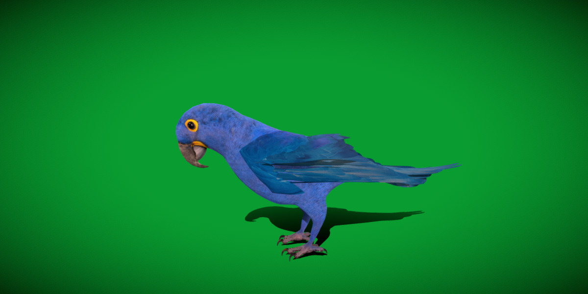 Hyacinth Macaw Parrot Low-poly 3D model_34
