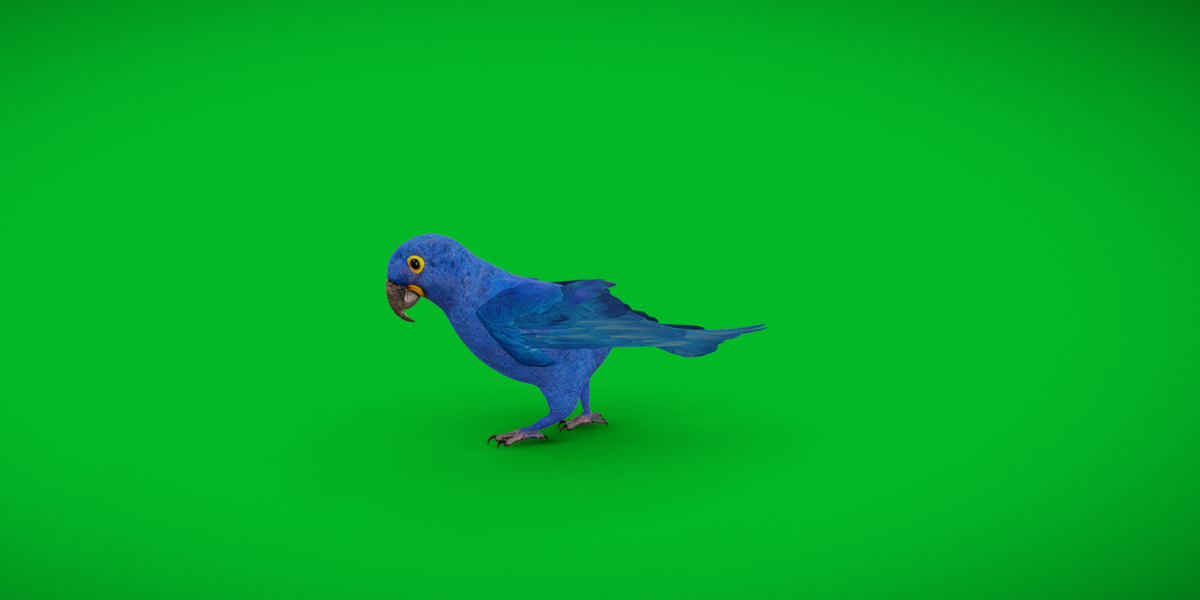 Hyacinth Macaw Parrot Low-poly 3D model_3