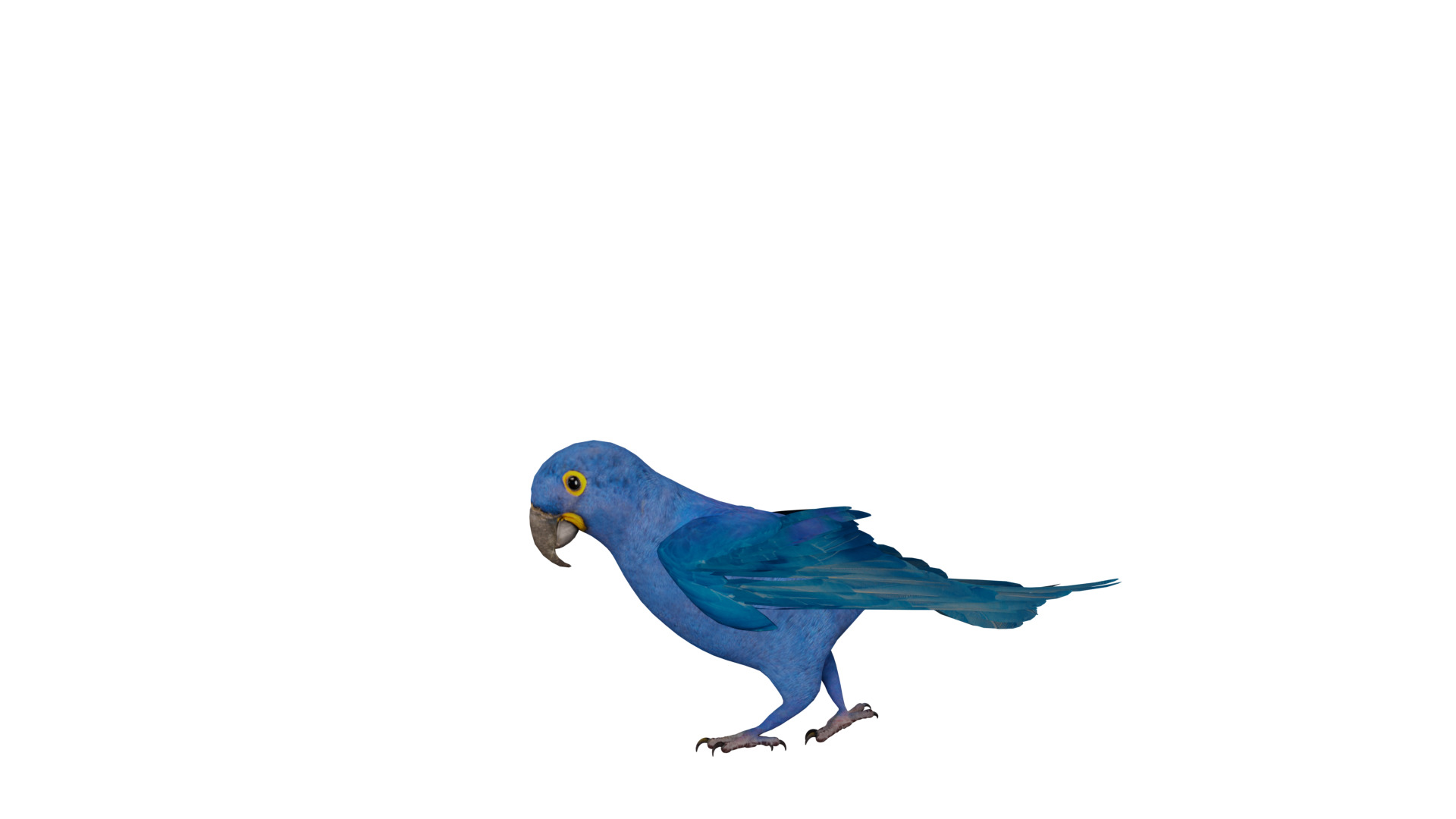 Hyacinth Macaw Parrot Low-poly 3D model_38