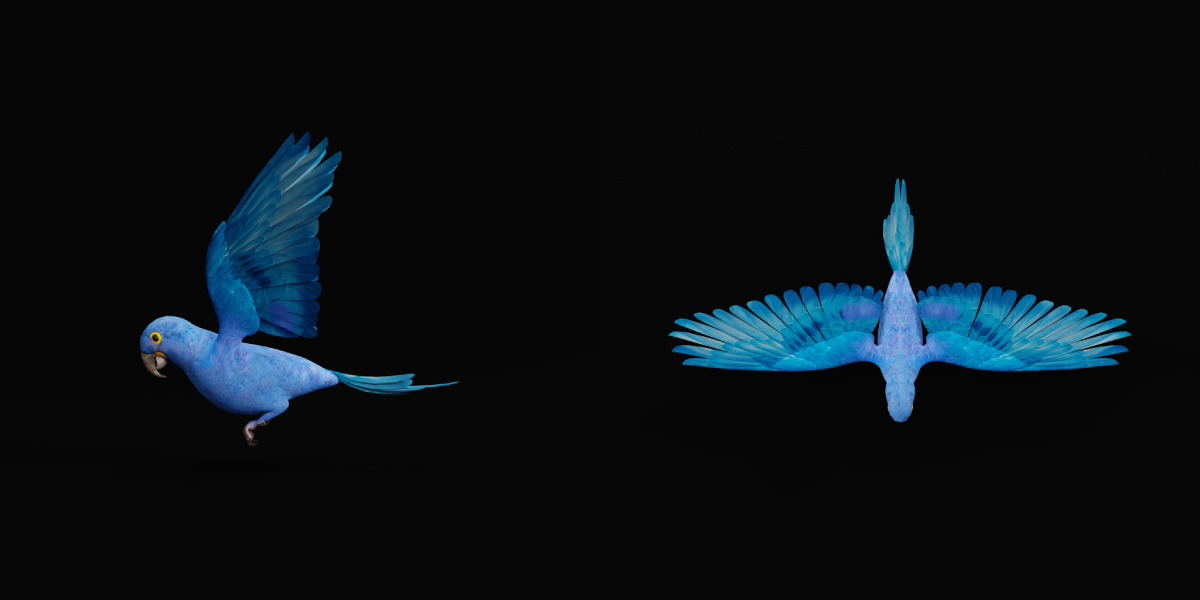 Hyacinth Macaw Parrot Low-poly 3D model_26