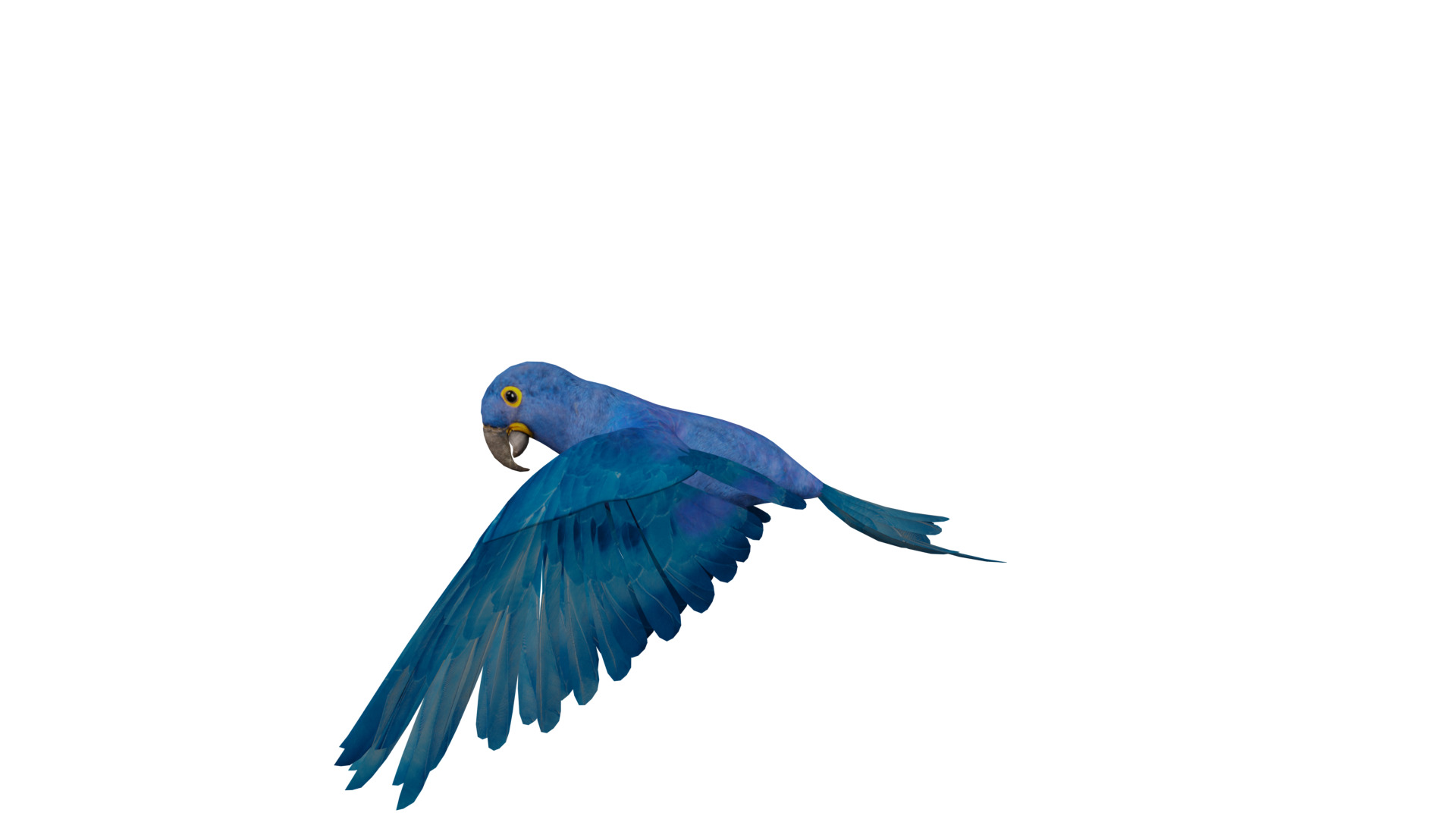 Hyacinth Macaw Parrot Low-poly 3D model_36