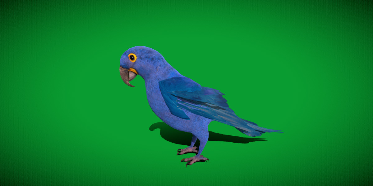 Hyacinth Macaw Parrot Low-poly 3D model_15