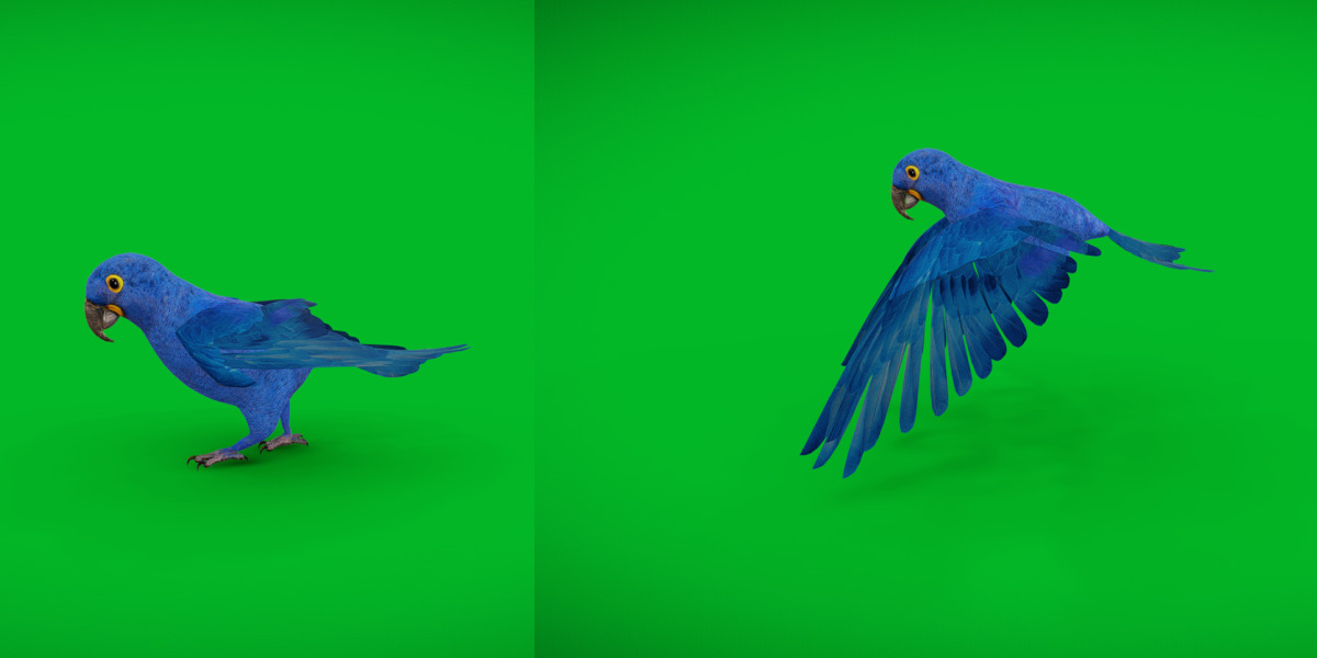 Hyacinth Macaw Parrot Low-poly 3D model_22