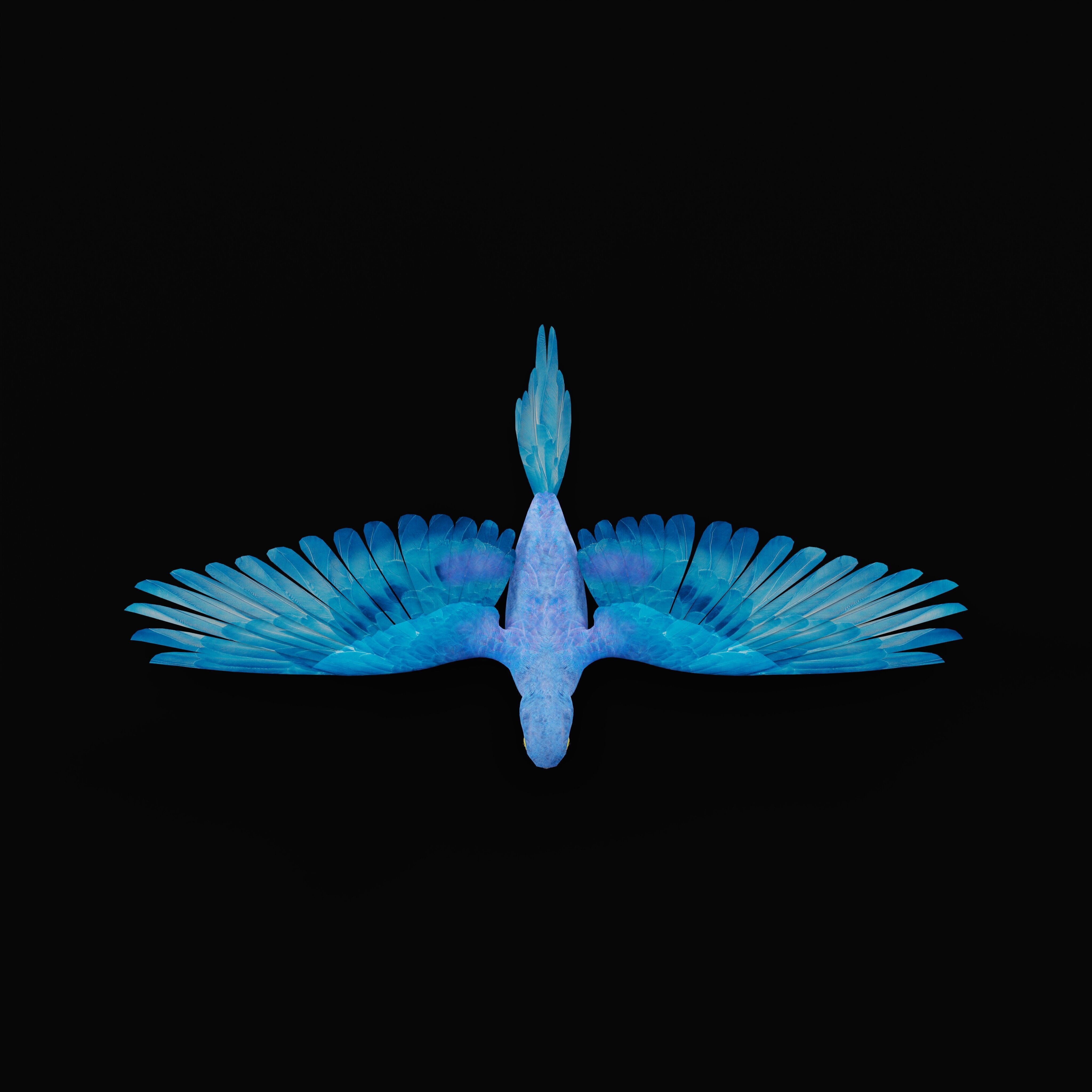 Hyacinth Macaw Parrot Low-poly 3D model_46