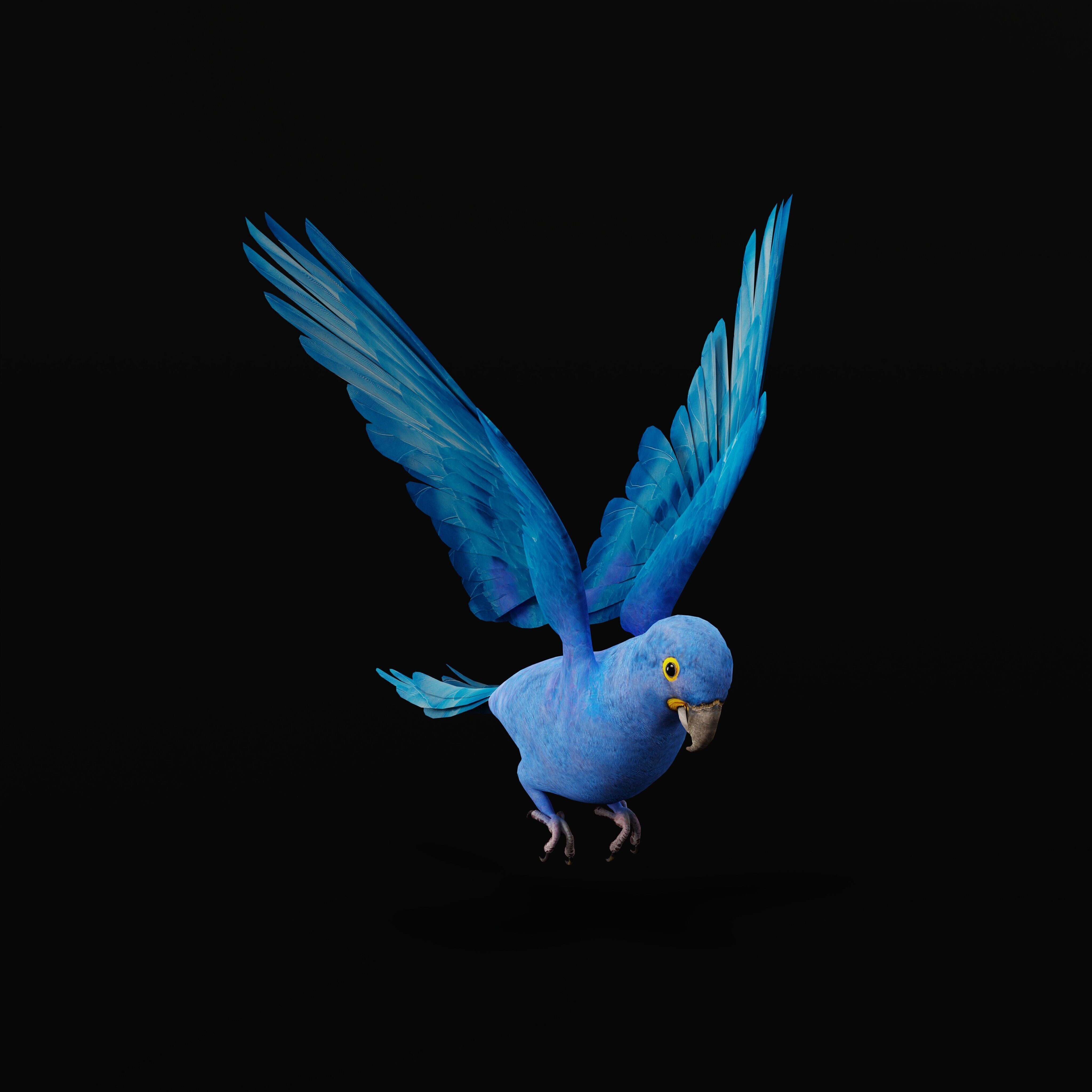 Hyacinth Macaw Parrot Low-poly 3D model_48