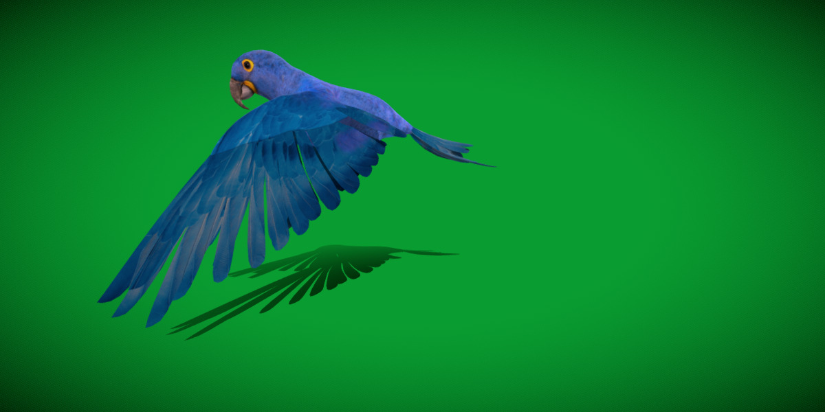 Hyacinth Macaw Parrot Low-poly 3D model_4