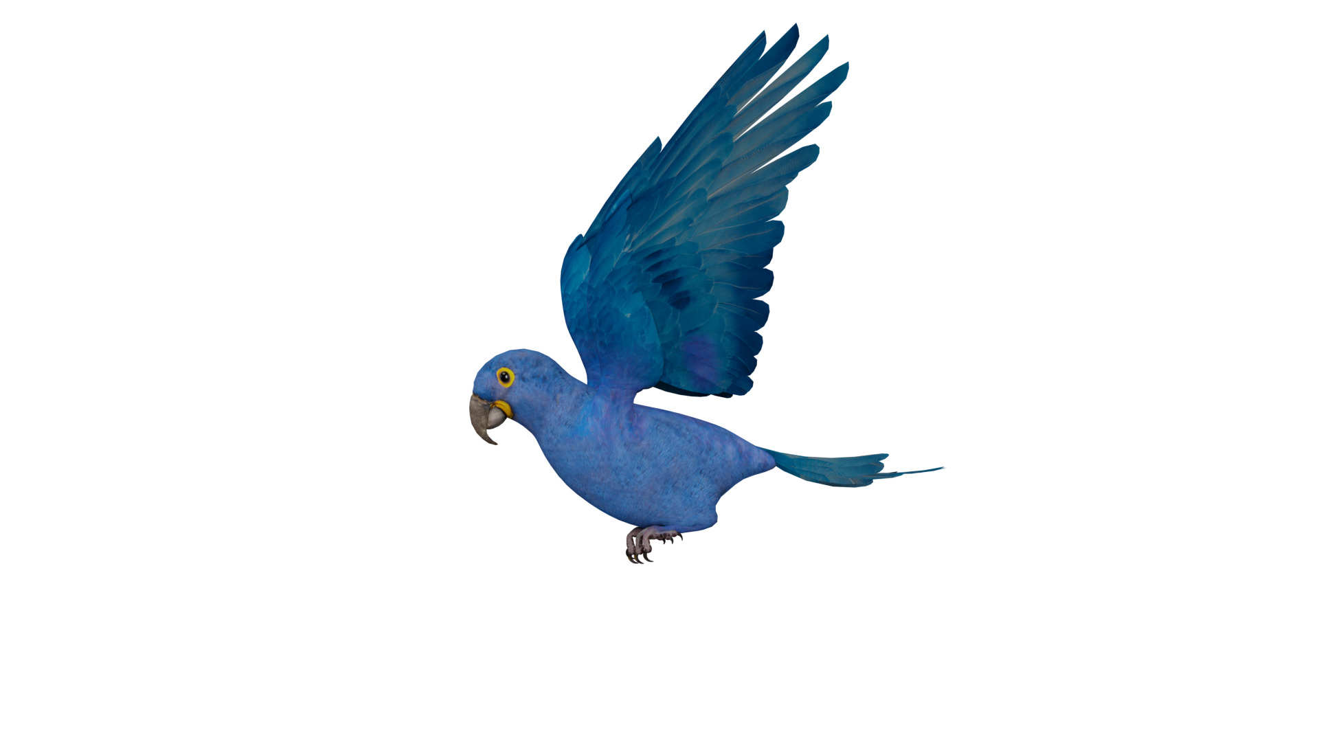 Hyacinth Macaw Parrot Low-poly 3D model_35