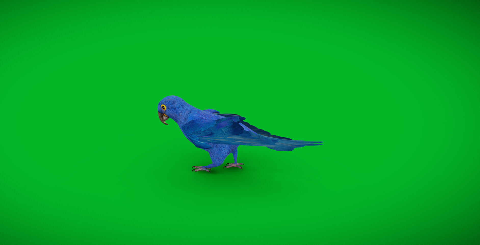 Hyacinth Macaw Parrot Low-poly 3D model_44