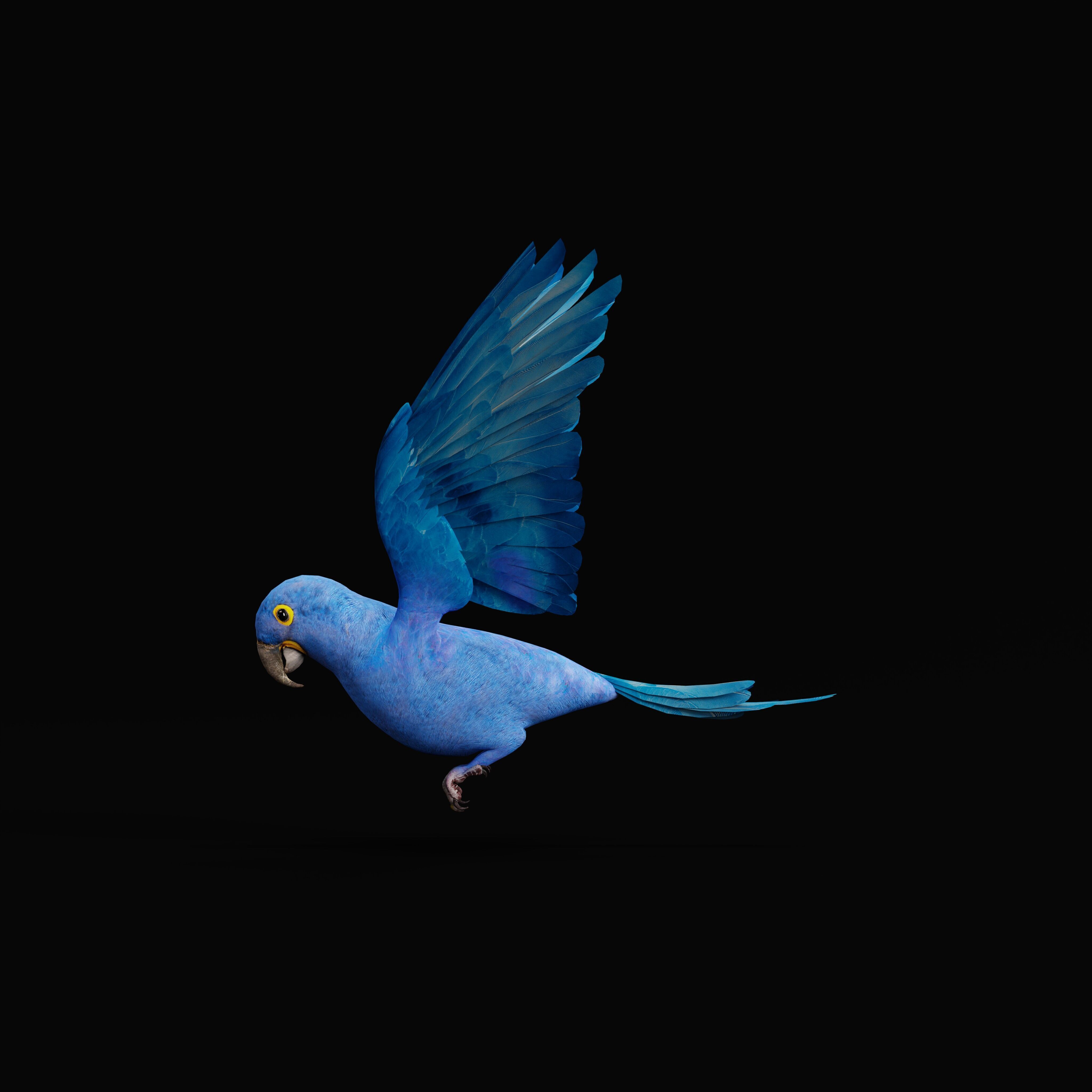 Hyacinth Macaw Parrot Low-poly 3D model_47
