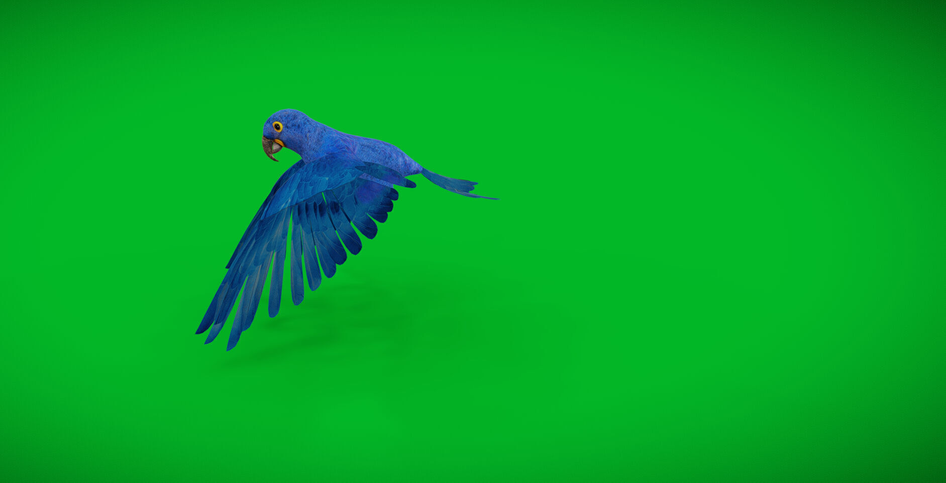 Hyacinth Macaw Parrot Low-poly 3D model_45