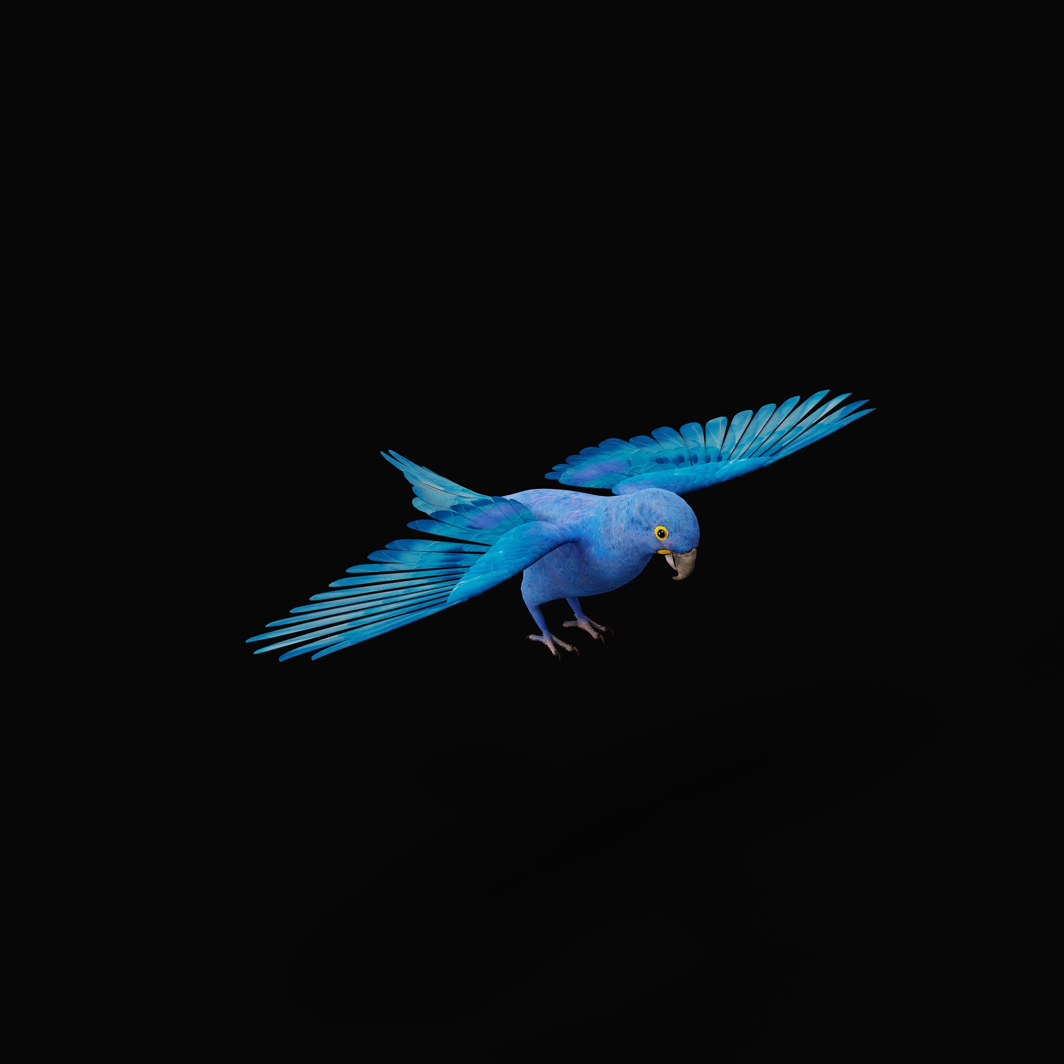 Hyacinth Macaw Parrot Low-poly 3D model_50