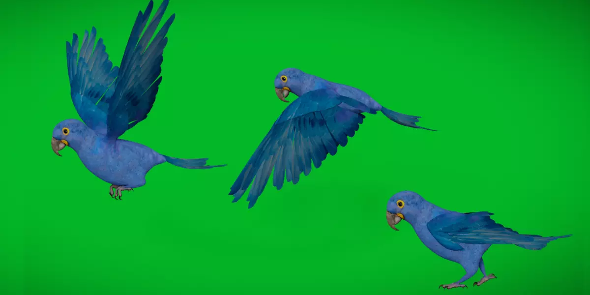 Hyacinth Macaw Parrot Low-poly 3D model_0
