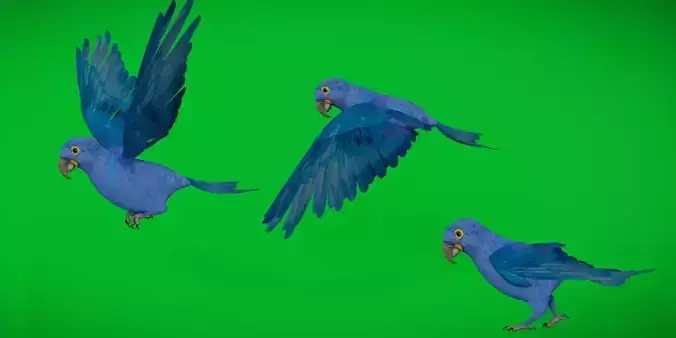 Hyacinth Macaw Parrot Low-poly 3D model
