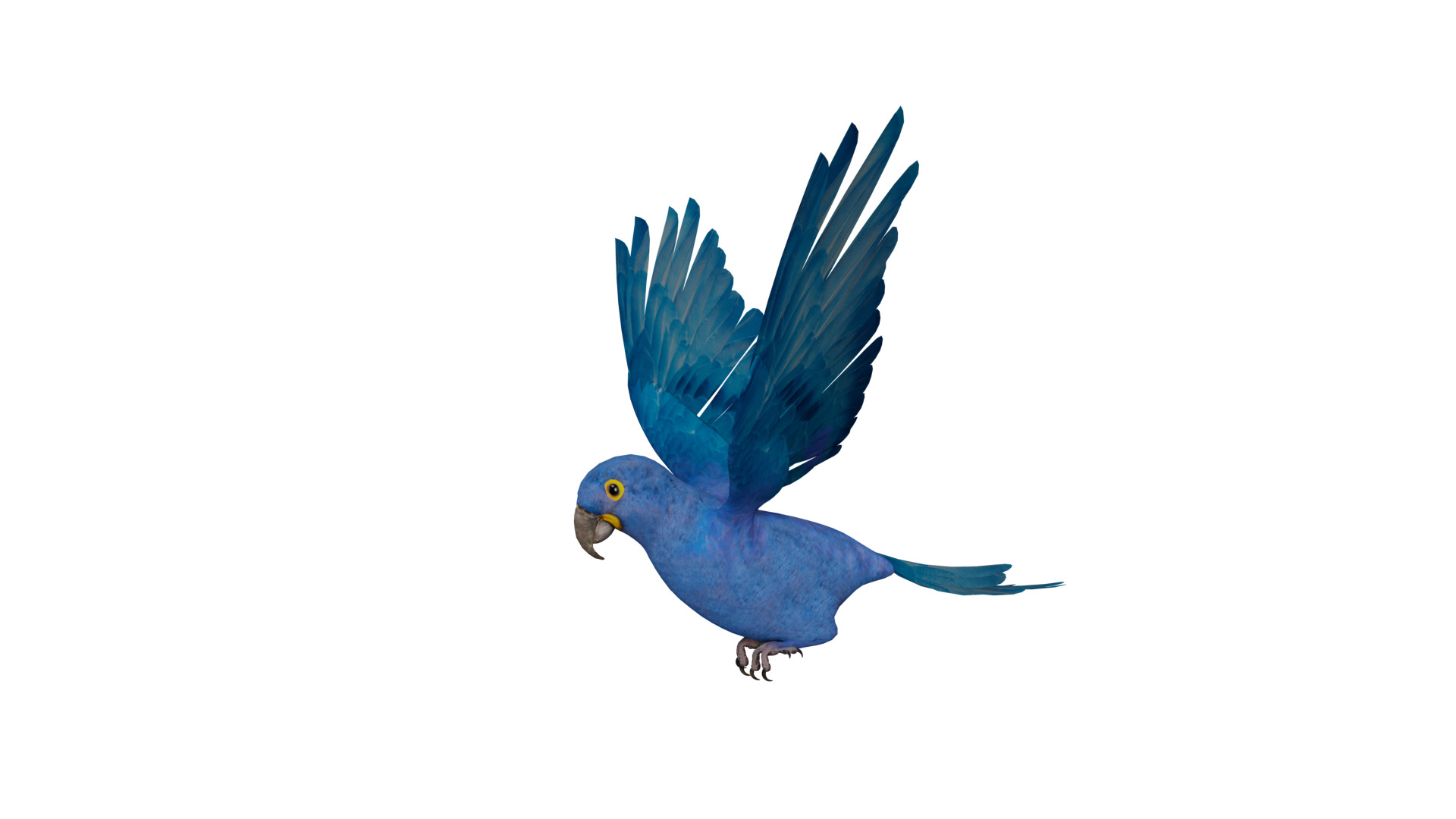 Hyacinth Macaw Parrot Low-poly 3D model_37