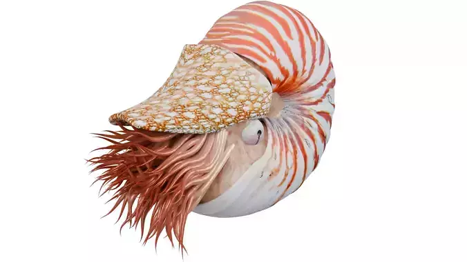 Nautilus 3D model
