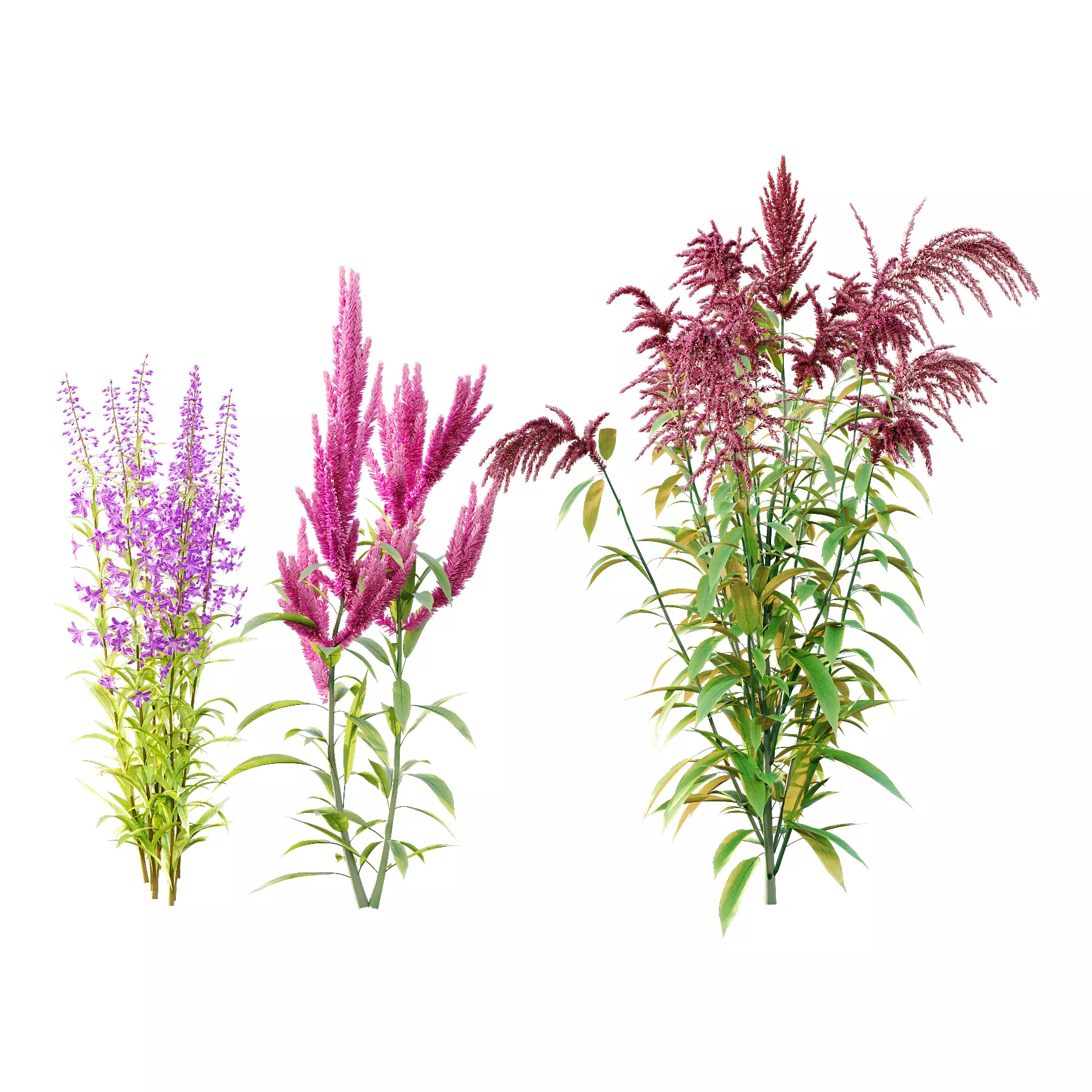 Different Grass 01 3D model_0