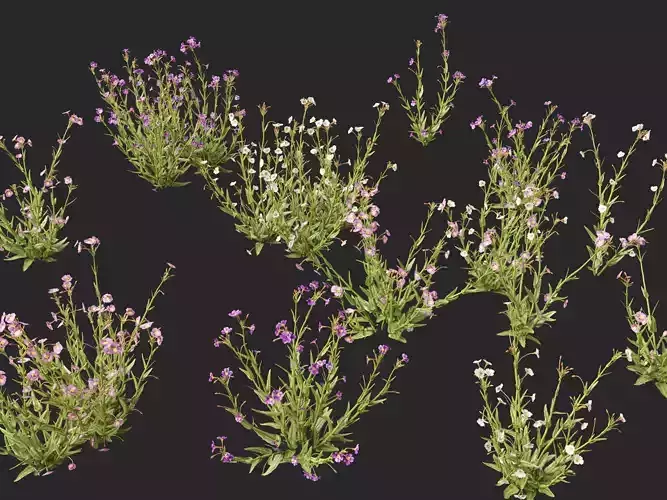 Highpoly LowPoly -  Mimulus gracilis - slender monkey flower Low-poly 3D model