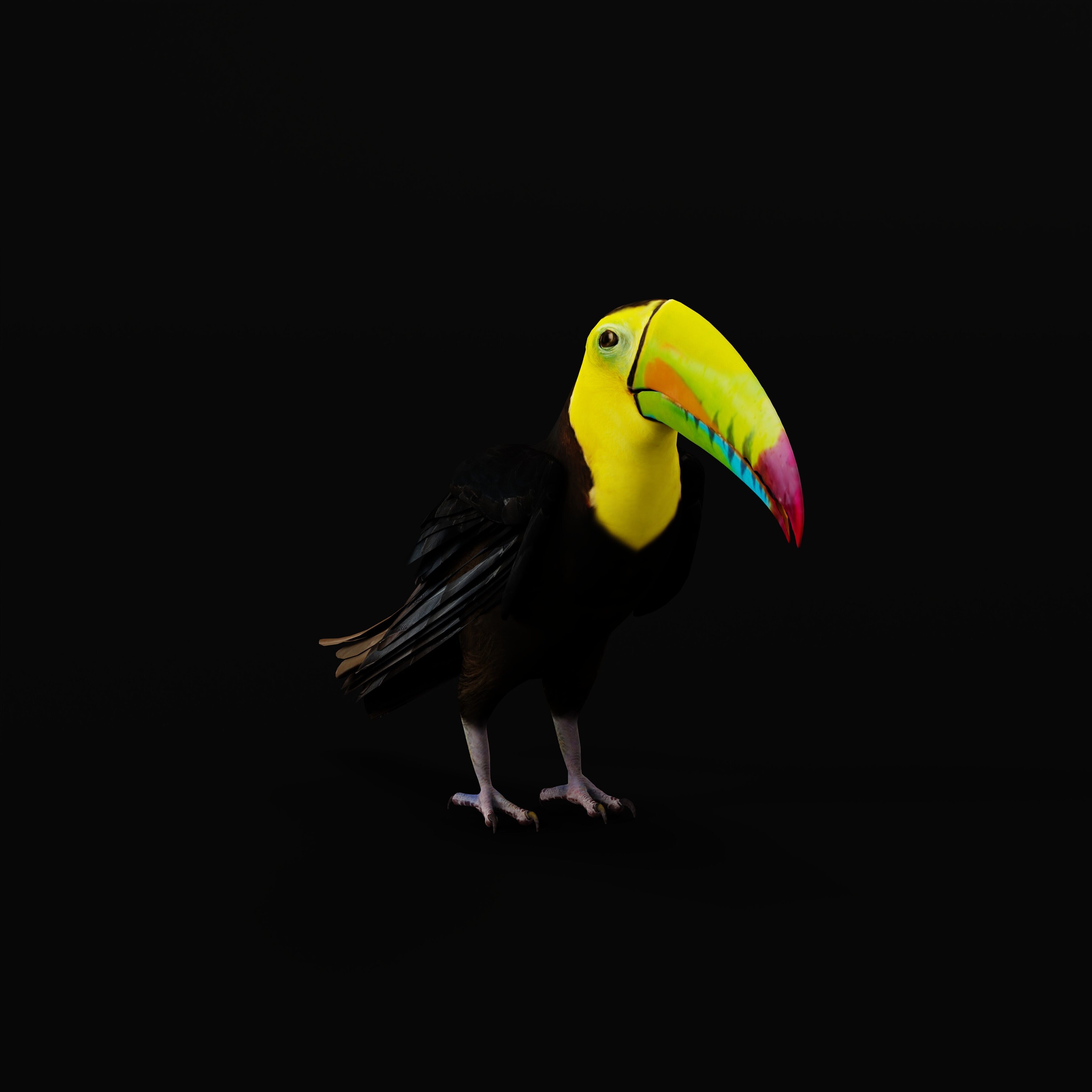 Keel Billed Toucan Bird Low-poly 3D model_47