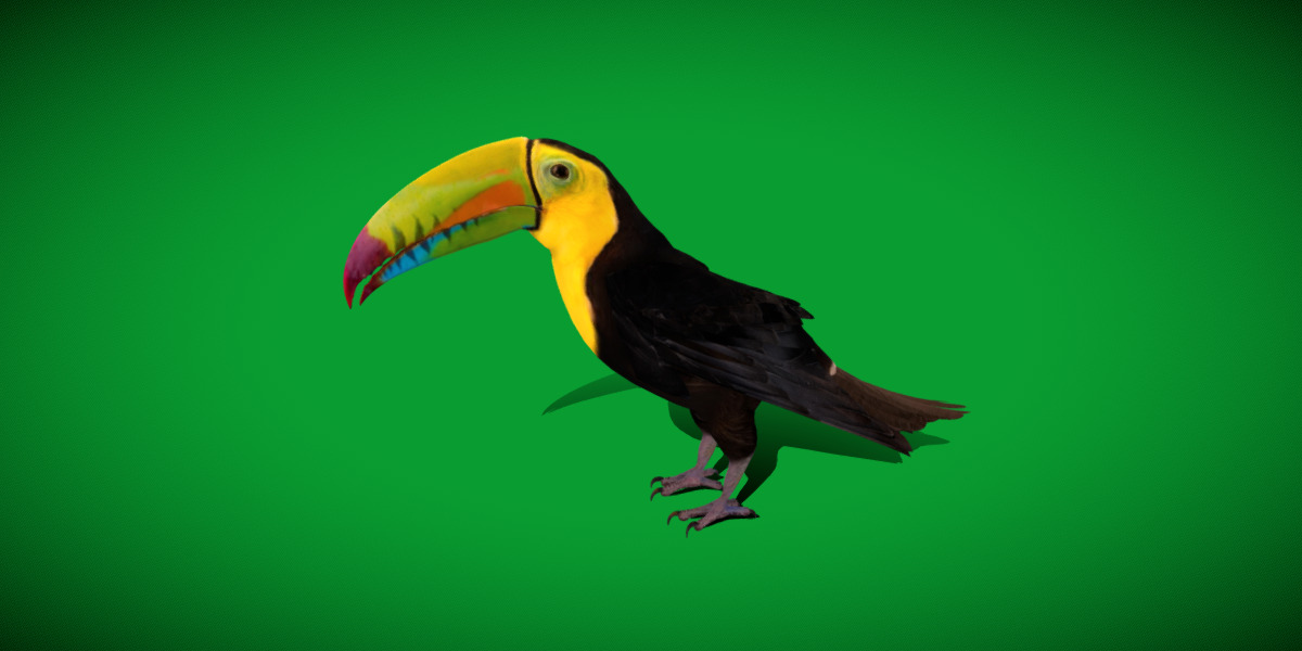 Keel Billed Toucan Bird Low-poly 3D model_10