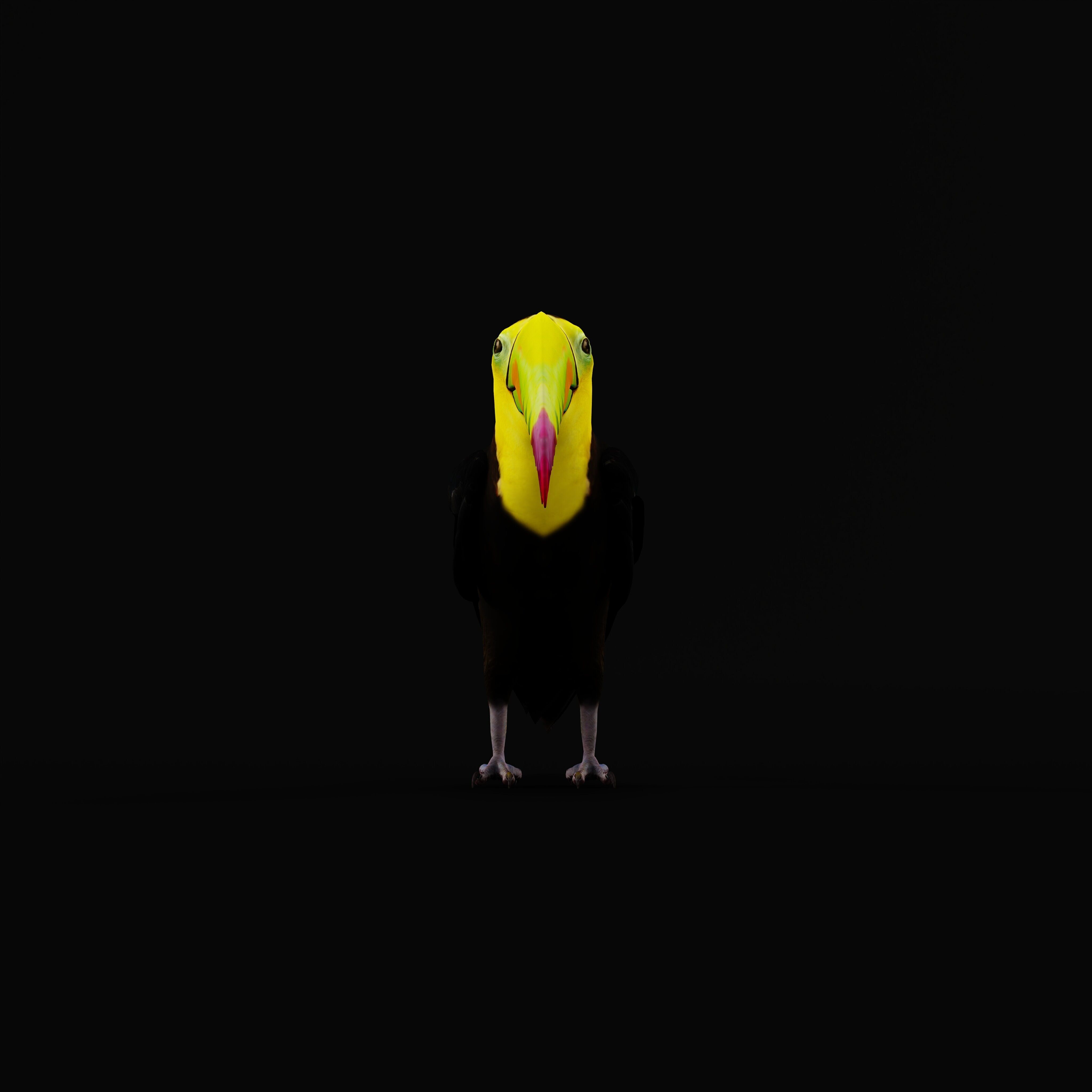 Keel Billed Toucan Bird Low-poly 3D model_48