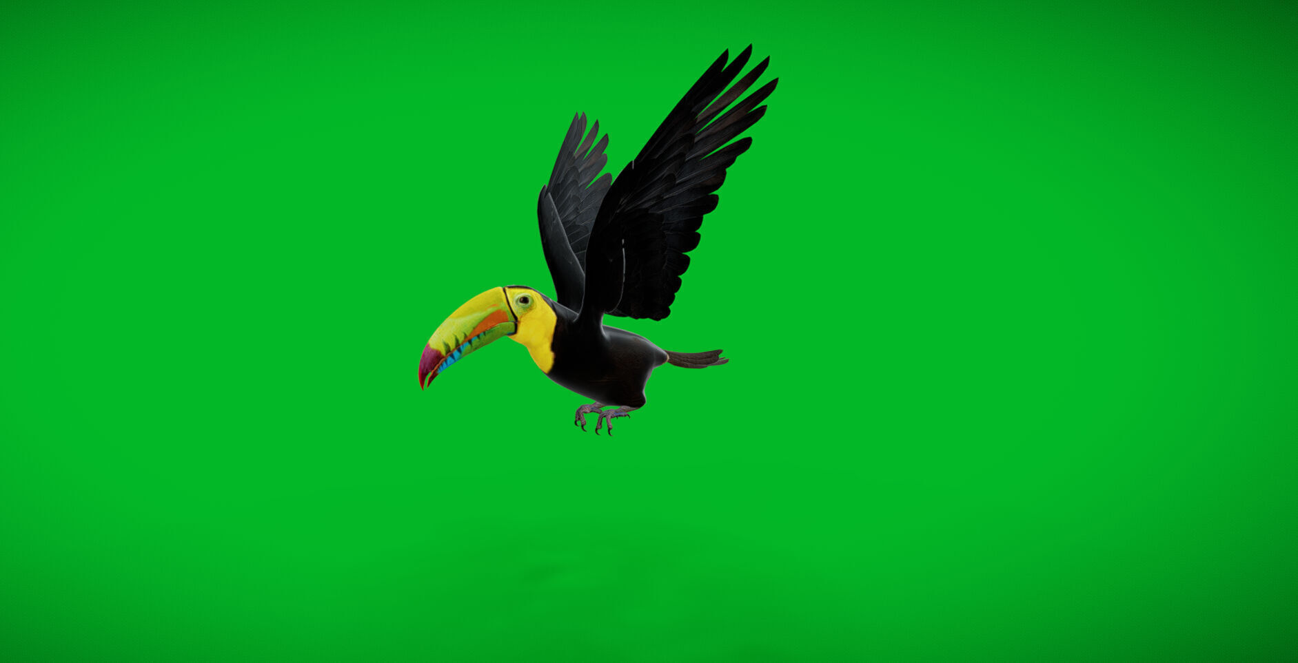 Keel Billed Toucan Bird Low-poly 3D model_44