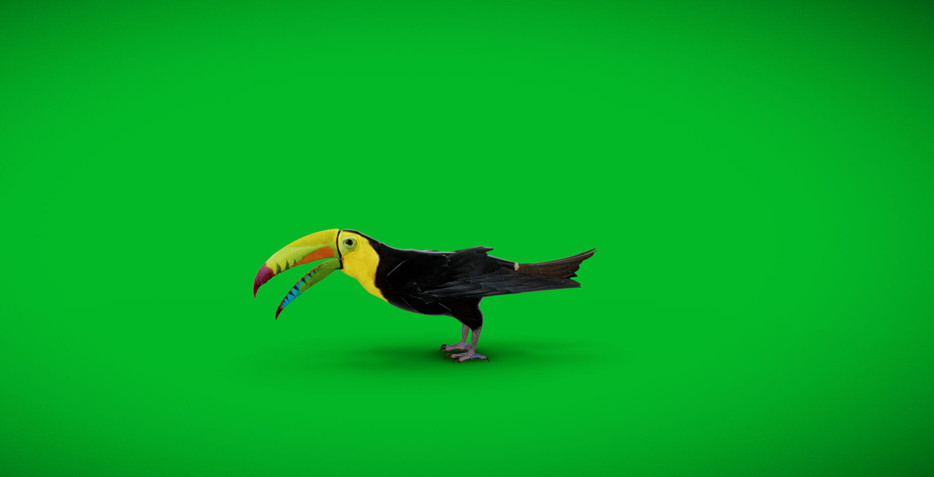 Keel Billed Toucan Bird Low-poly 3D model_46