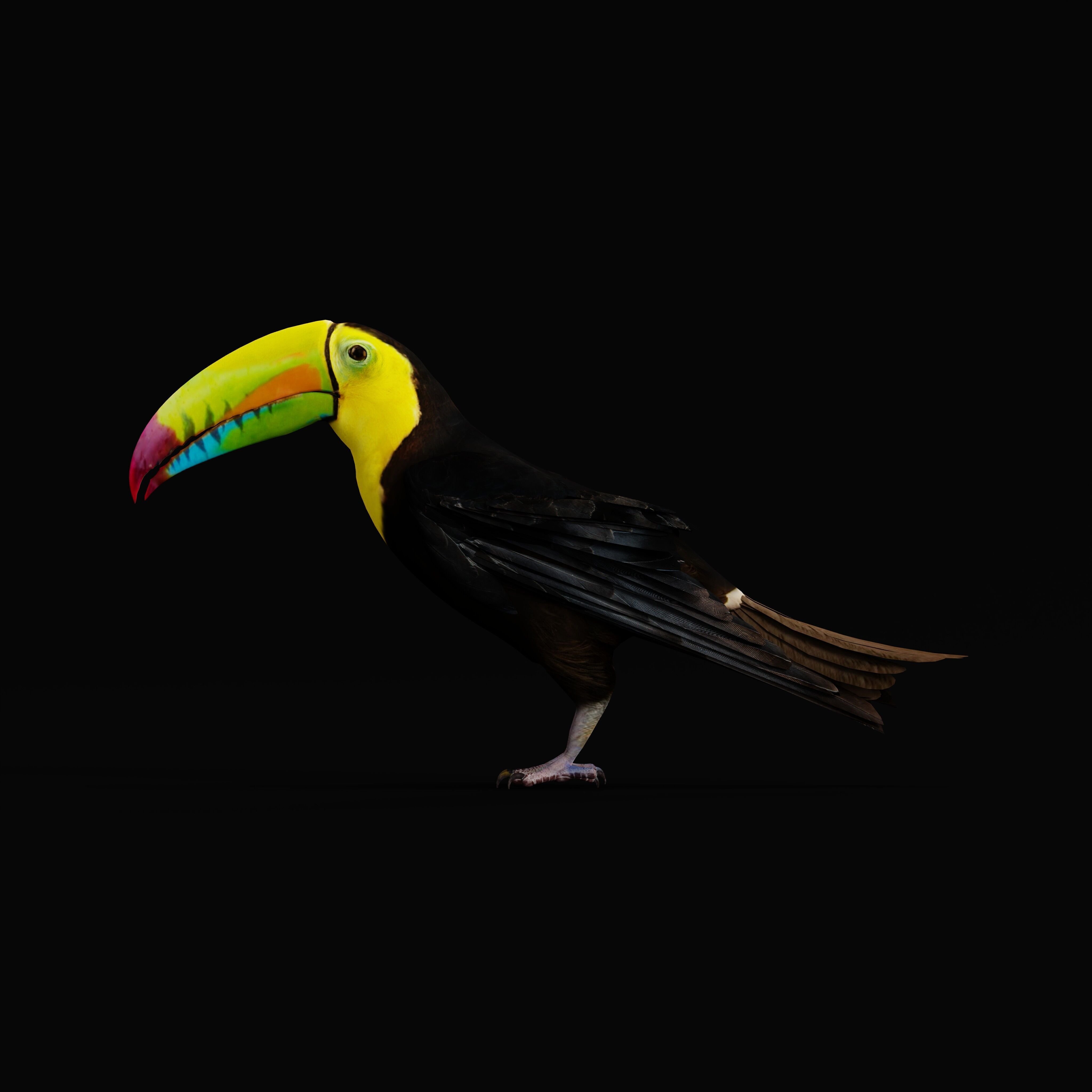 Keel Billed Toucan Bird Low-poly 3D model_49