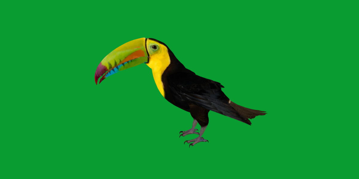 Keel Billed Toucan Bird Low-poly 3D model_21