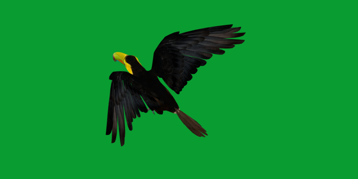 Keel Billed Toucan Bird Low-poly 3D model_13