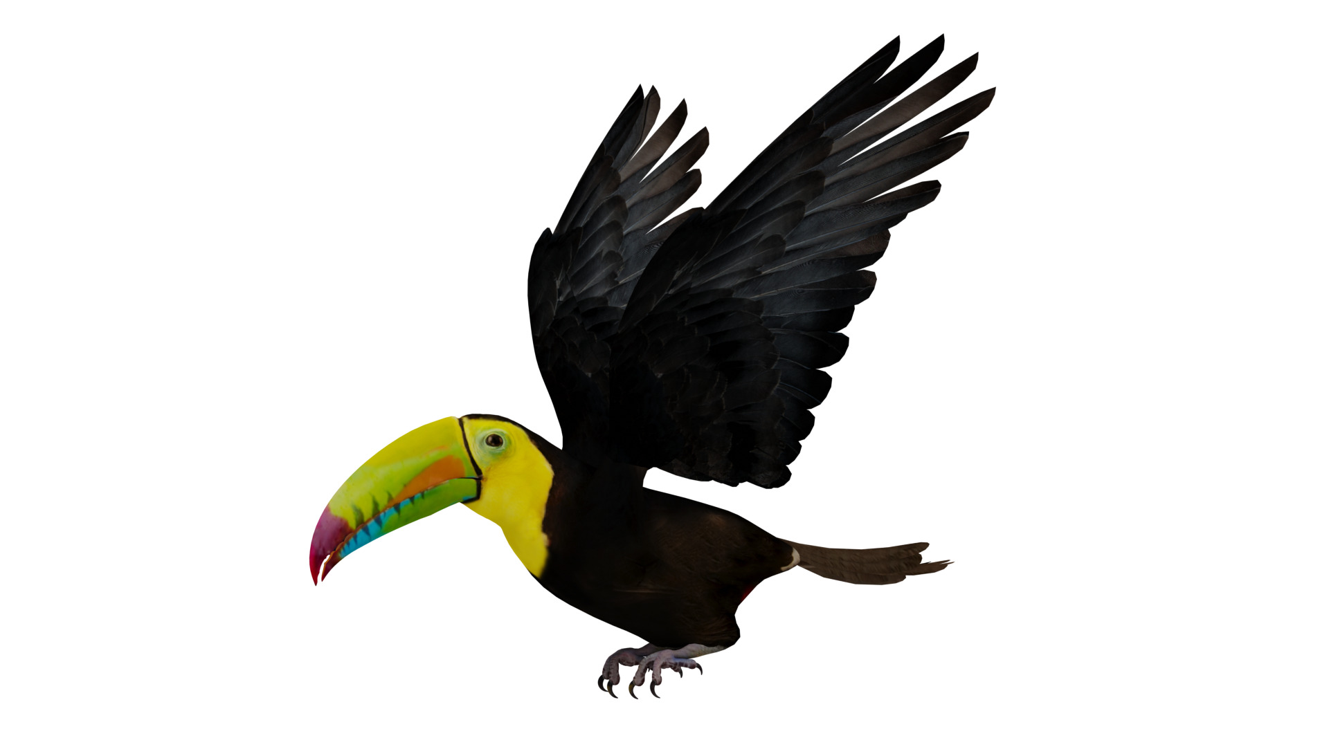 Keel Billed Toucan Bird Low-poly 3D model_7