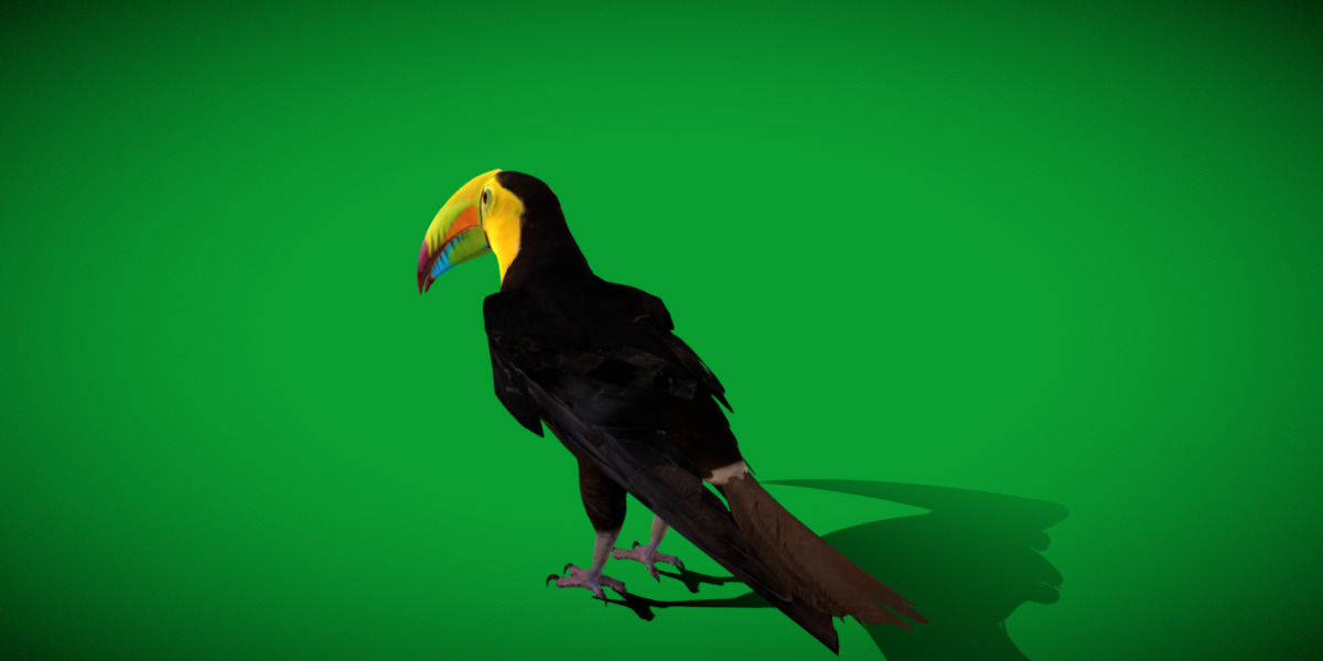 Keel Billed Toucan Bird Low-poly 3D model_31